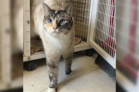 box of kittens grand junction|cat rescue in colorado.